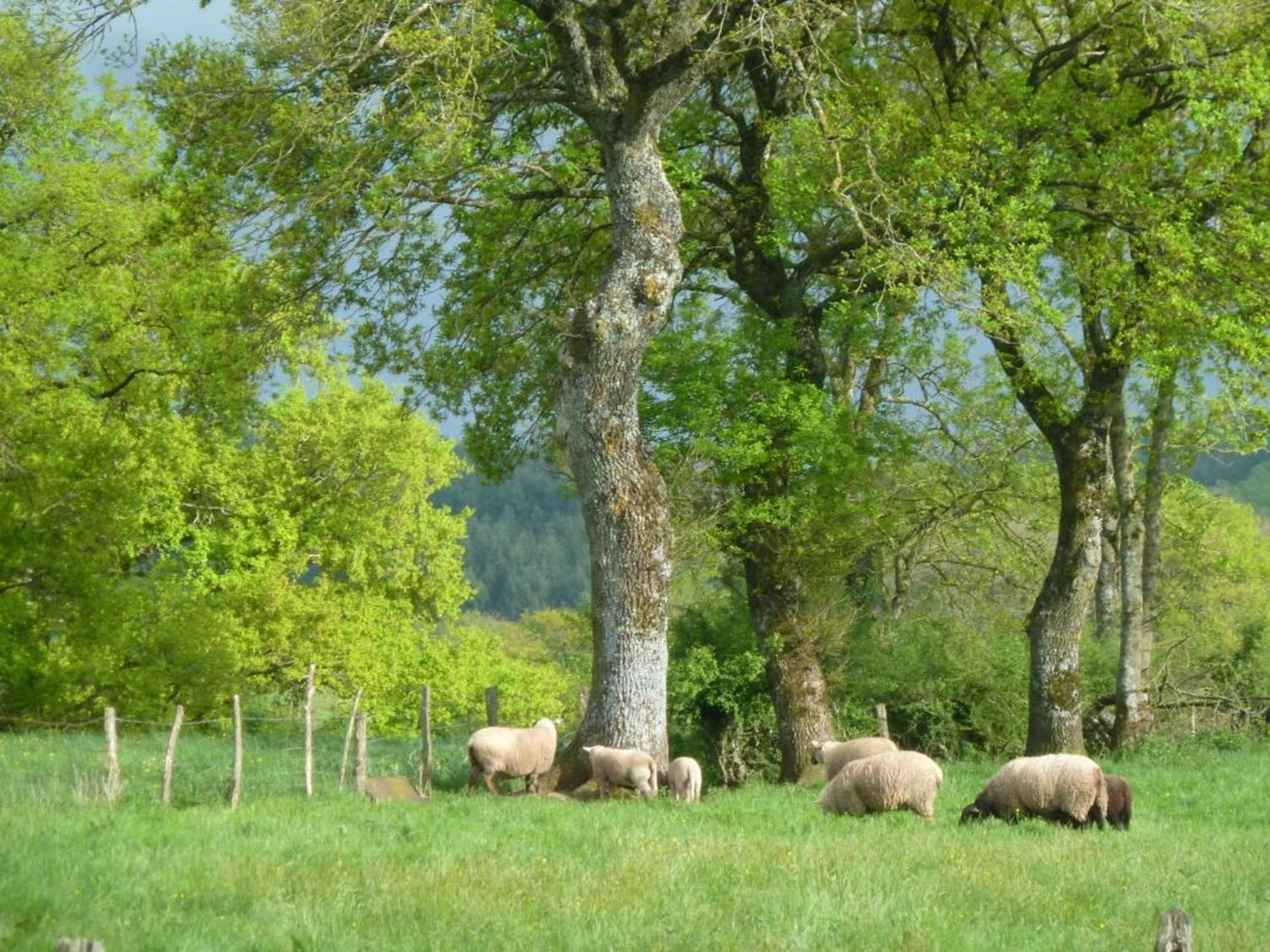 Maison De Campagne Ideale Pour Familles, Cavaliers, Animaux Acceptes, Avec Jardin Clos Et Tout Equipe. - Fr-1-489-172 Villa Barrais-Bussolles Екстериор снимка